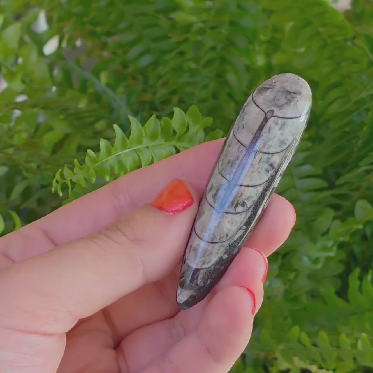 Orthoceras Fossil Point | Polished Black Fossil Stone | Ancient Marine Fossil | 6.5 cm Collector Specimen