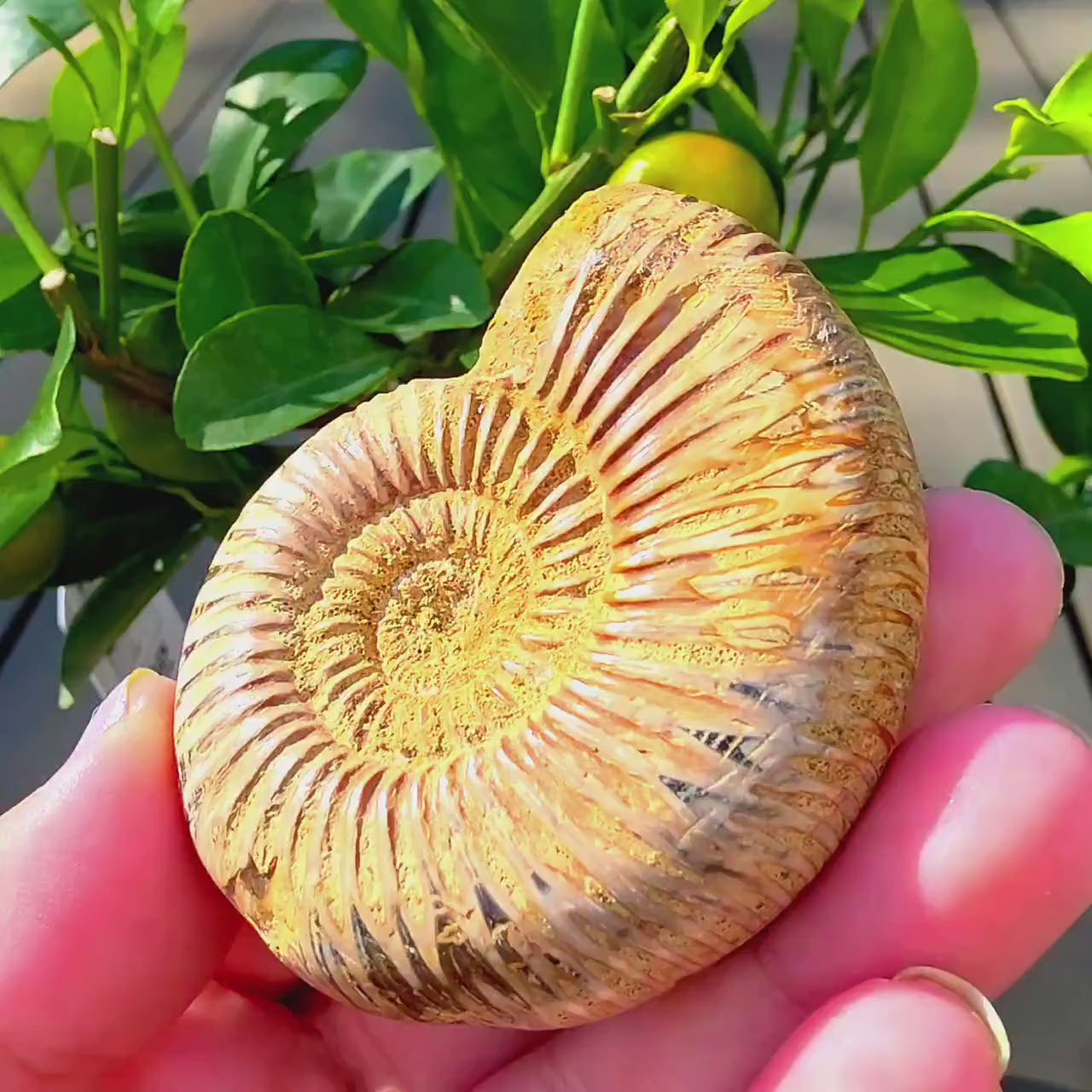 French Ammonite Fossil | 100g Ammonite Fossil | Ancient Marine Fossil | French Fossil Specimen | Natural History Collectible