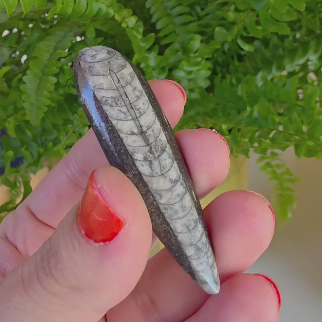Orthoceras Fossil Point | Polished Black Fossil Stone | Ancient Marine Fossil | 6.5 cm Collector Specimen