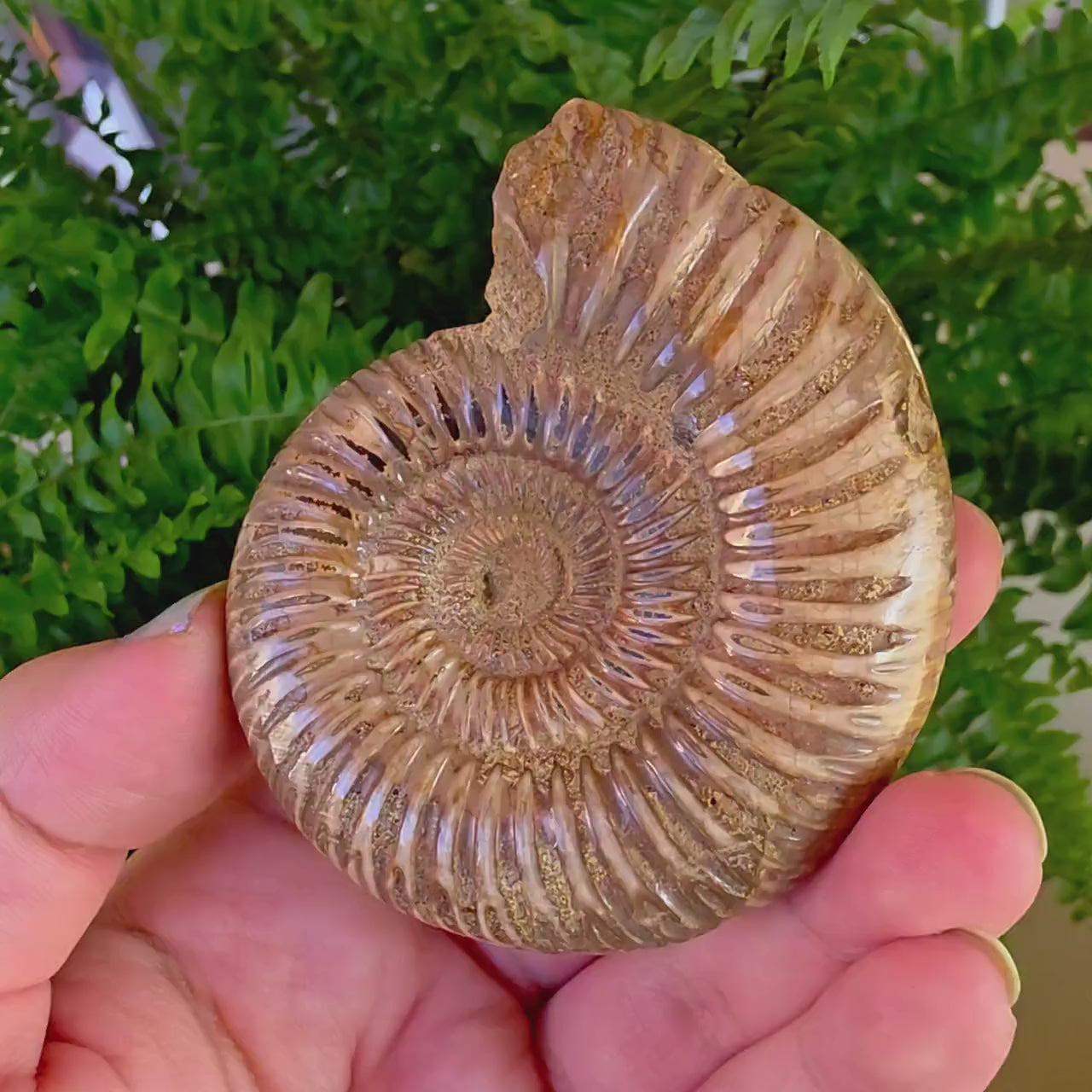 French Ammonite Fossil | 126g Ammonite Fossil | Ancient Marine Fossil | French Fossil Specimen | Natural History Collectible