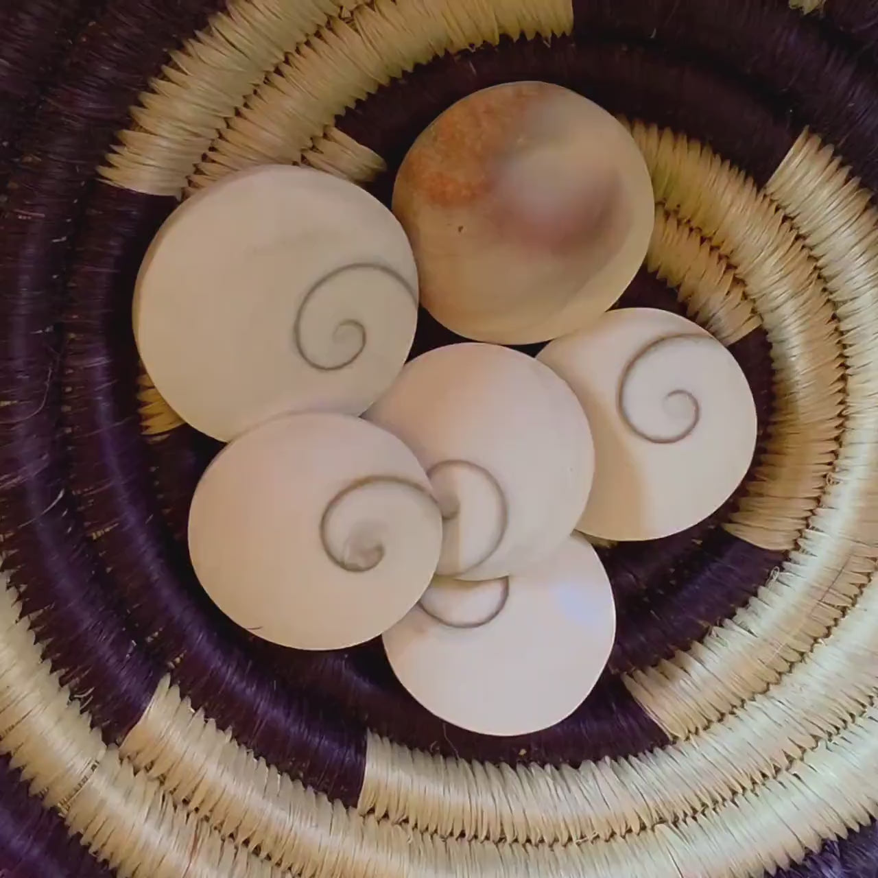 Large Round Shiva Shell | Mermaid Money | Intuitive Pull | Natural Ocean Shell | Beach Decor | Shell Collection