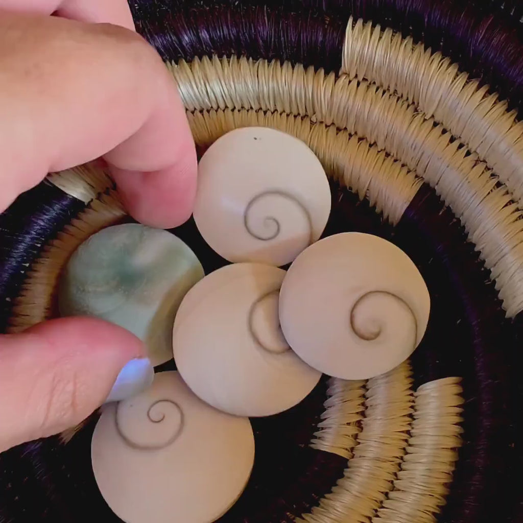 SM Round Shiva Shell | Mermaid Money | Intuitive Pull | Natural Ocean Shell | Beach Decor | Shell Collection