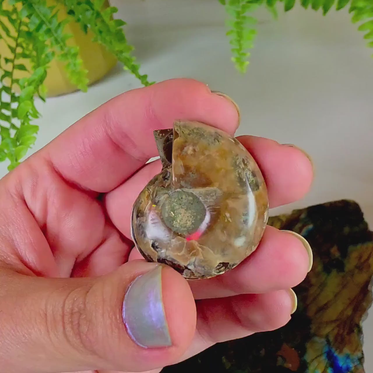 Rainbow Ammonite Fossil Pair | Madagascar Ammonite Set | Iridescent Fossil Display | Matching Fossil Halves