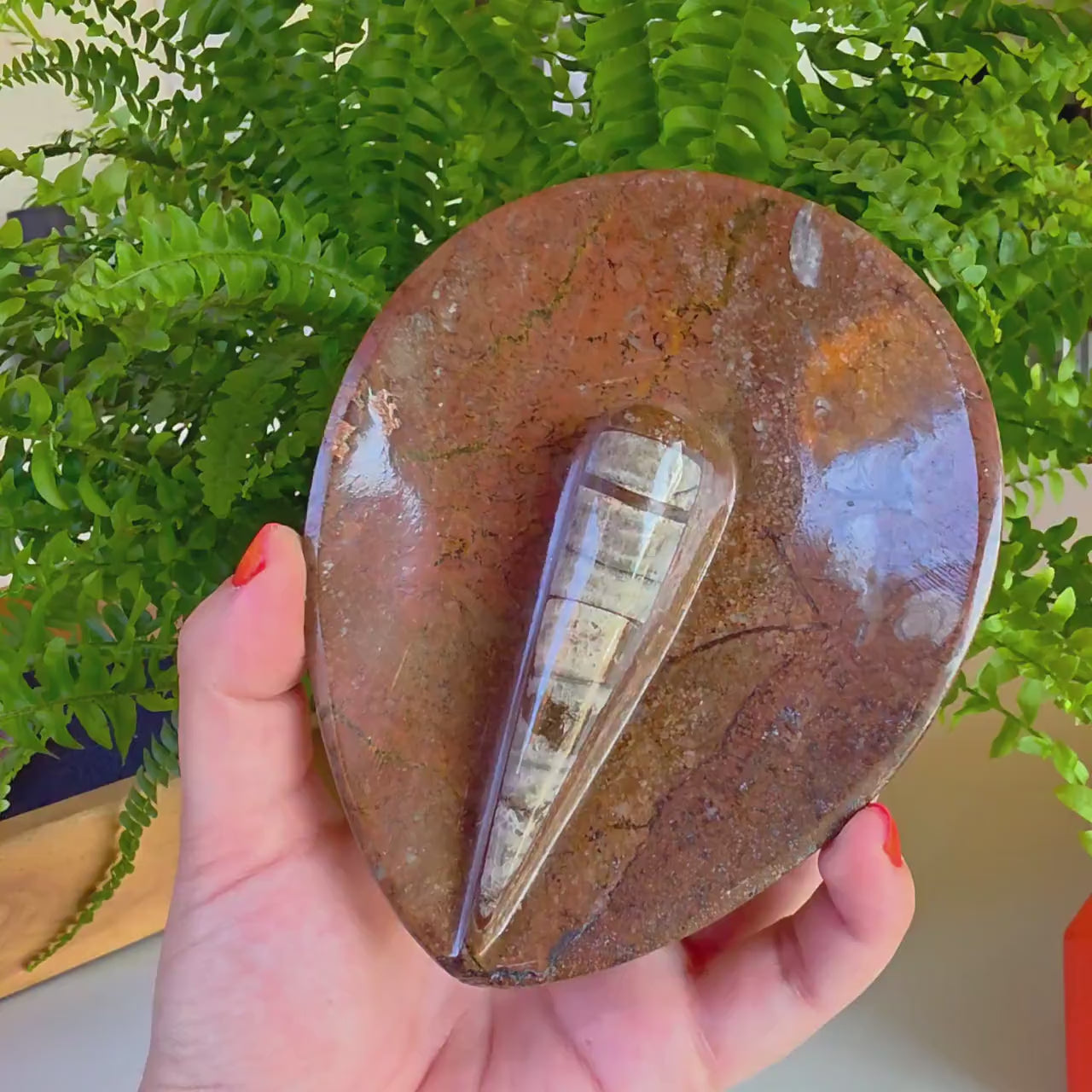 Natural Orthoceras Fossil Ring Dish | Fossil Decor Bowl | Carved Orthoceras Tray | Crystal Jewelry Dish | Fossil Home Decor